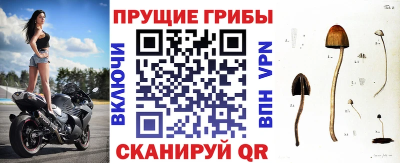 Купить закладки  Елизово  Псилоцибиновые грибы MAGIC MUSHROOMS 
